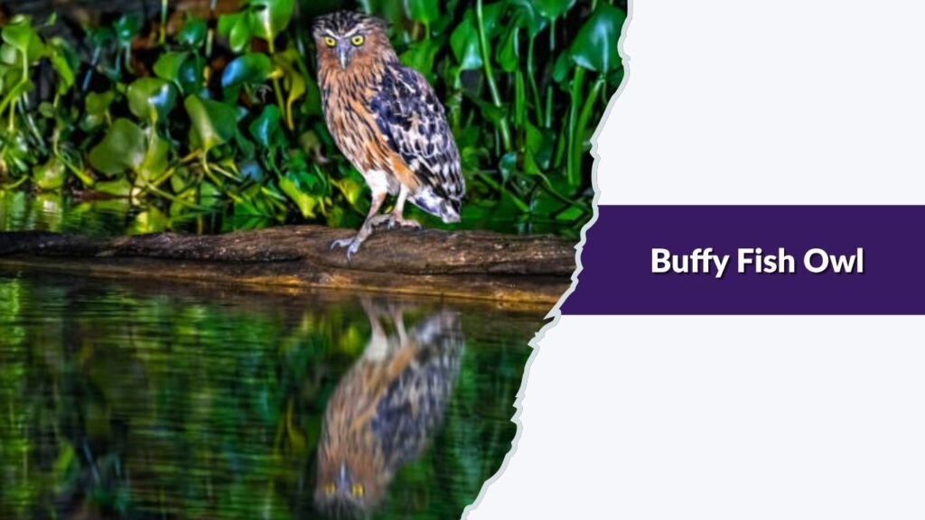 Buffy Fish Owl