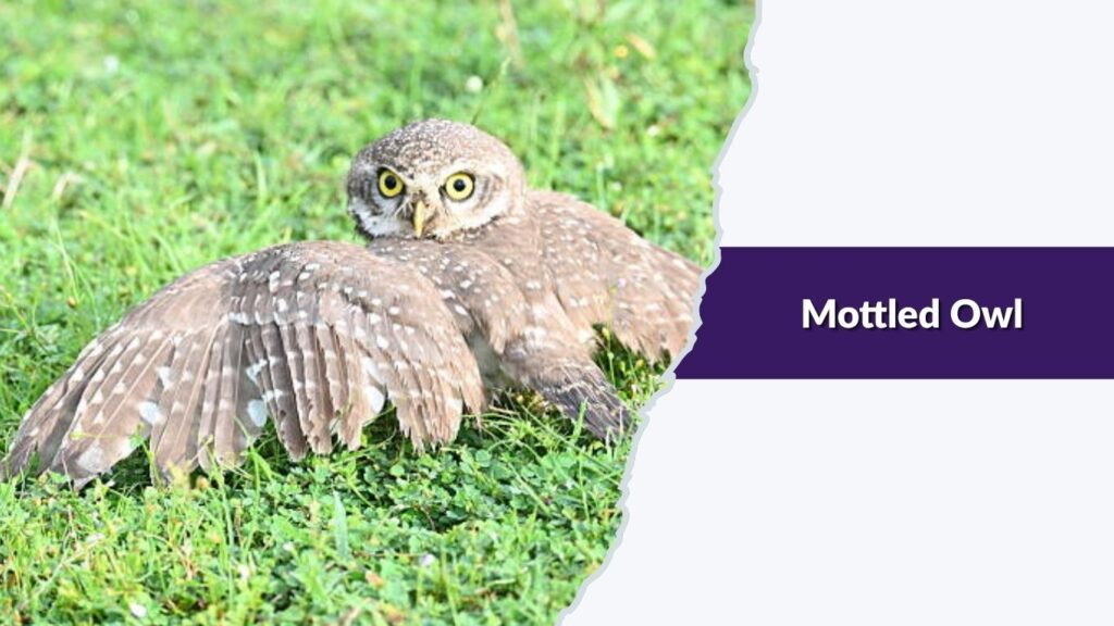 Mottled Owl