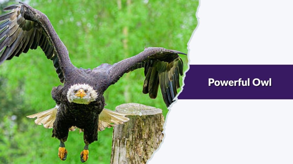 Powerful Owl