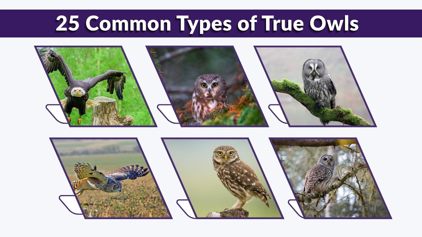 25 Common Types of True Owls: Habitat, Diet, and ID Guide