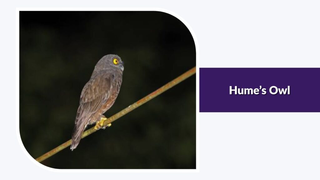 Hume’s Owl