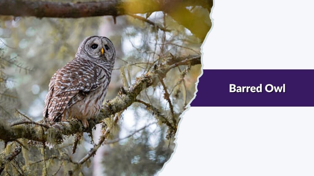 Barred Owl