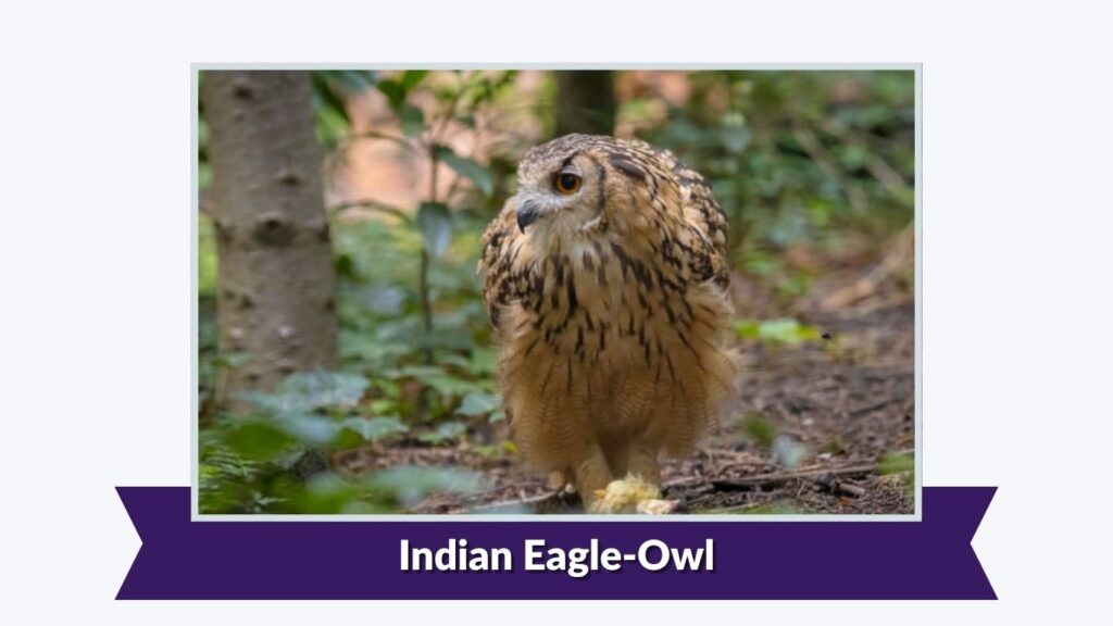 Indian Eagle-Owl