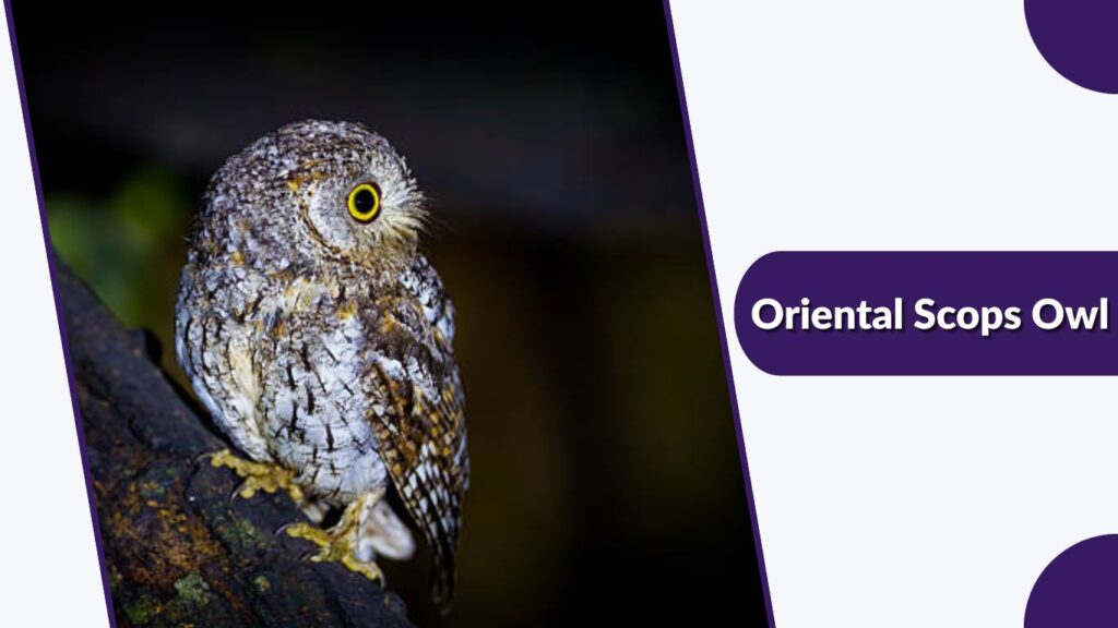 Oriental Scops Owl