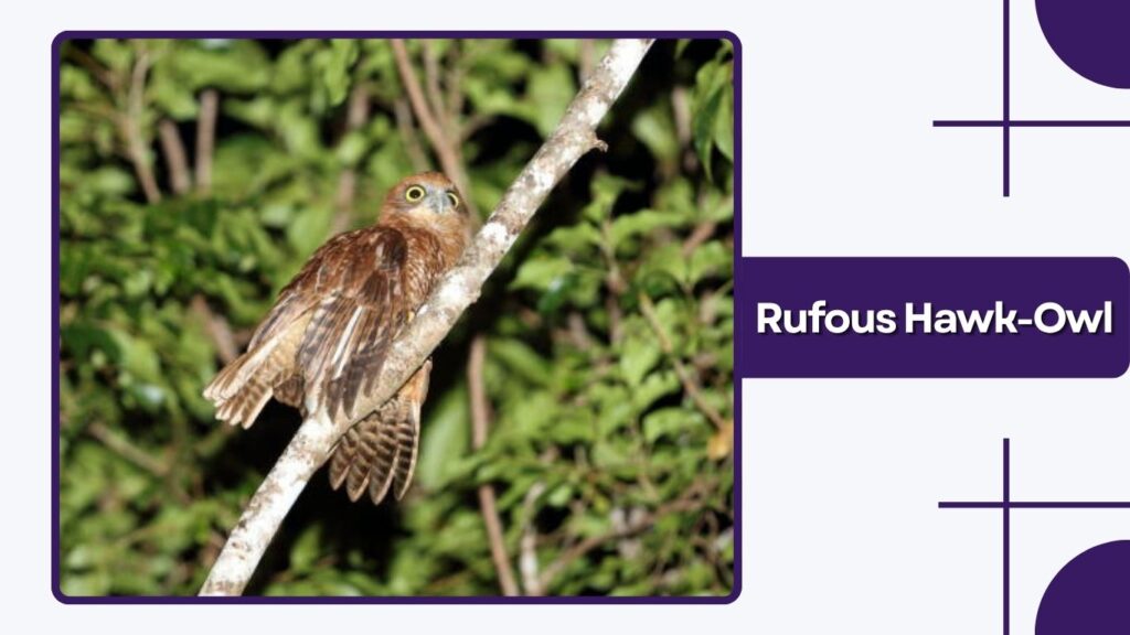 Rufous Hawk-Owl