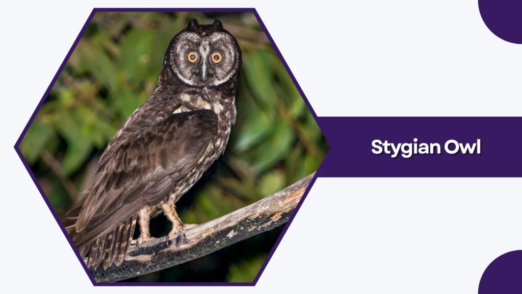 Stygian Owl