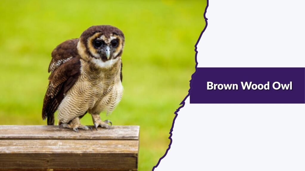 Brown Wood Owl