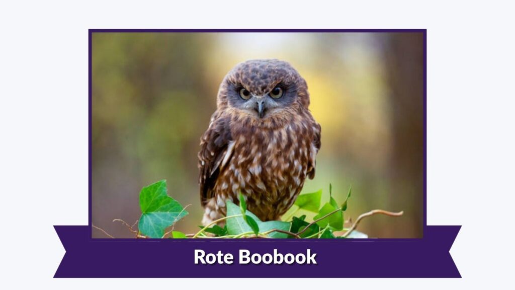 Rote Boobook