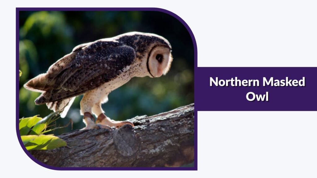 Northern Masked Owl