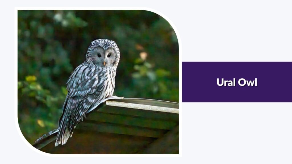 Ural Owl