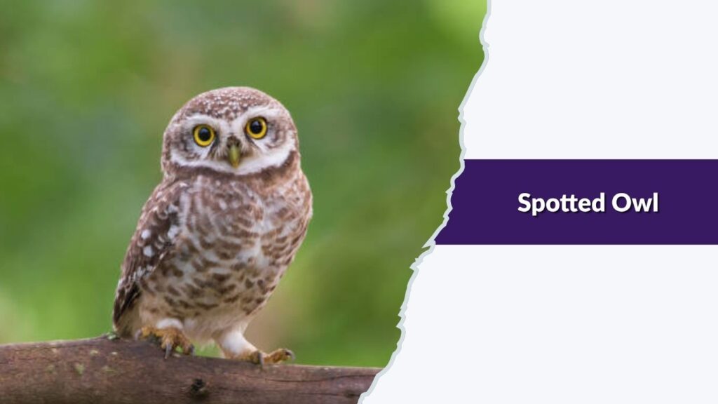 Spotted Owl