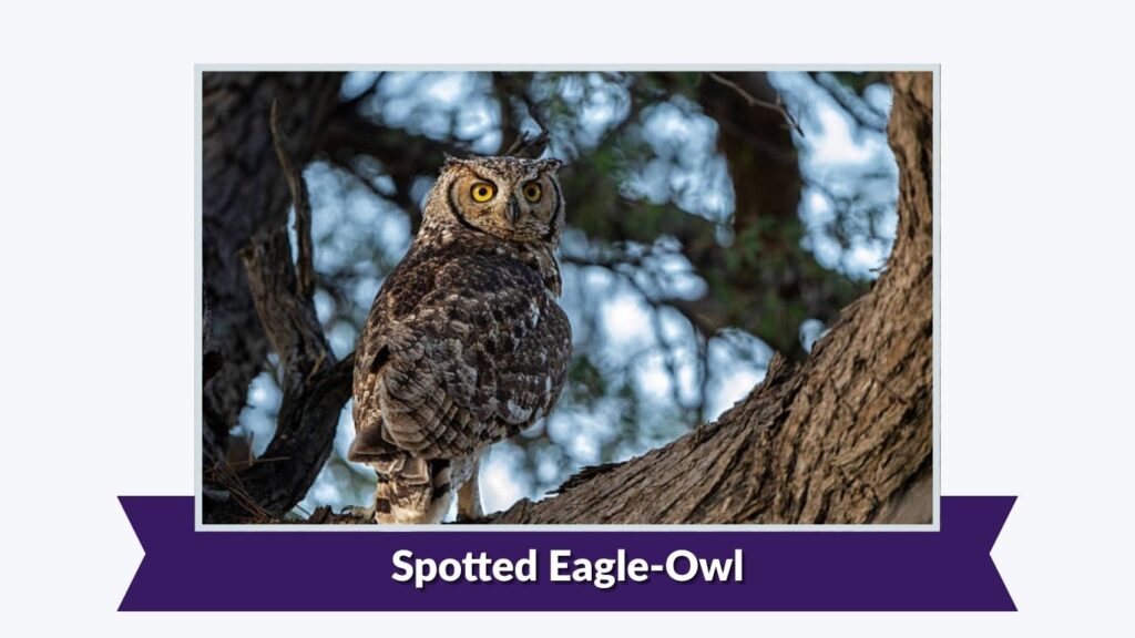 Spotted Eagle-Owl
