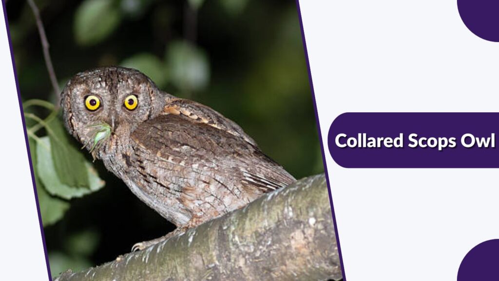Collared Scops Owl