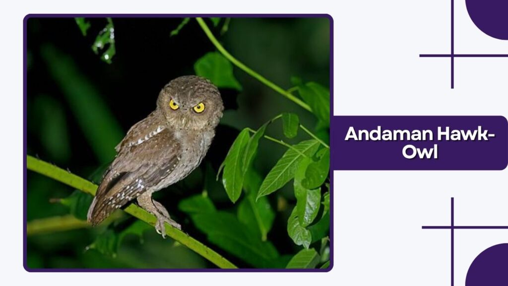 Andaman Hawk-Owl