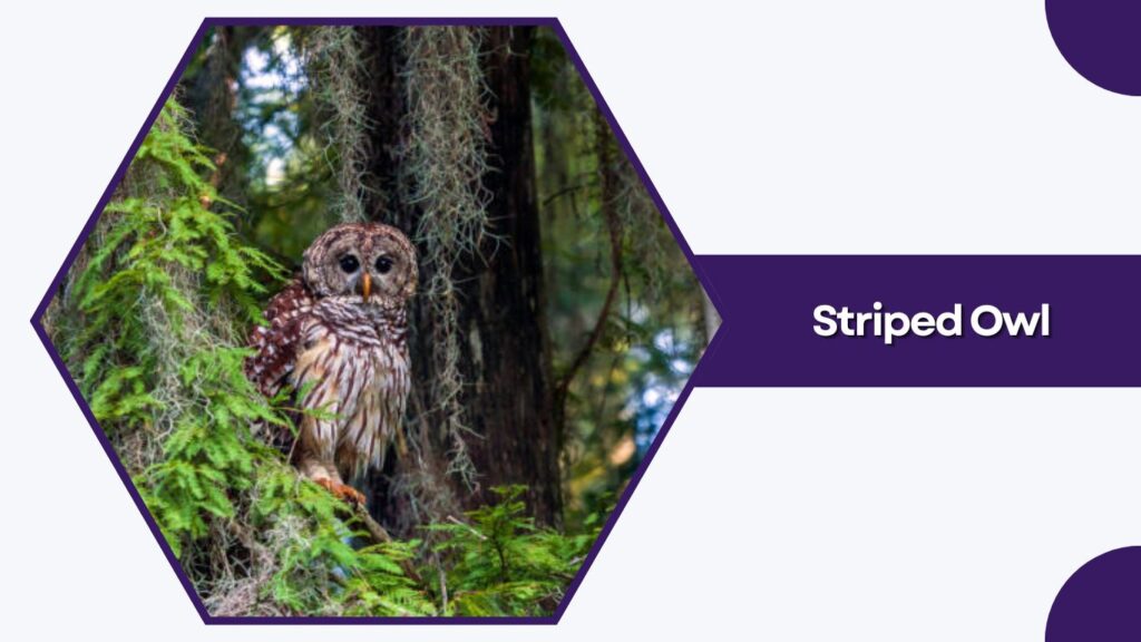 Striped Owl