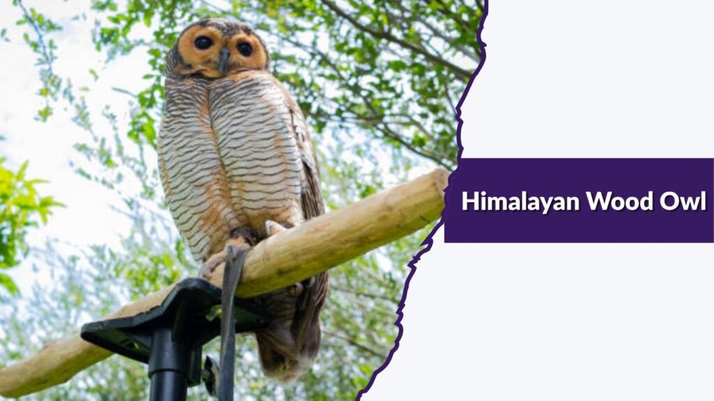 Himalayan Wood Owl