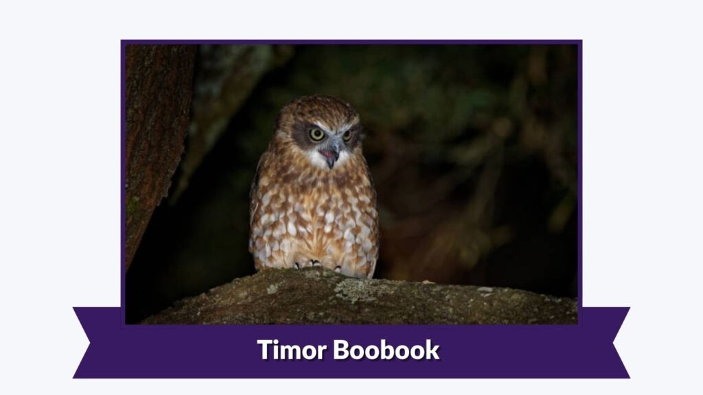 Timor Boobook