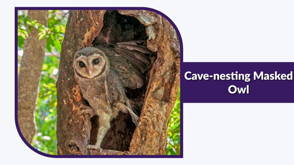 Cave-nesting Masked Owl