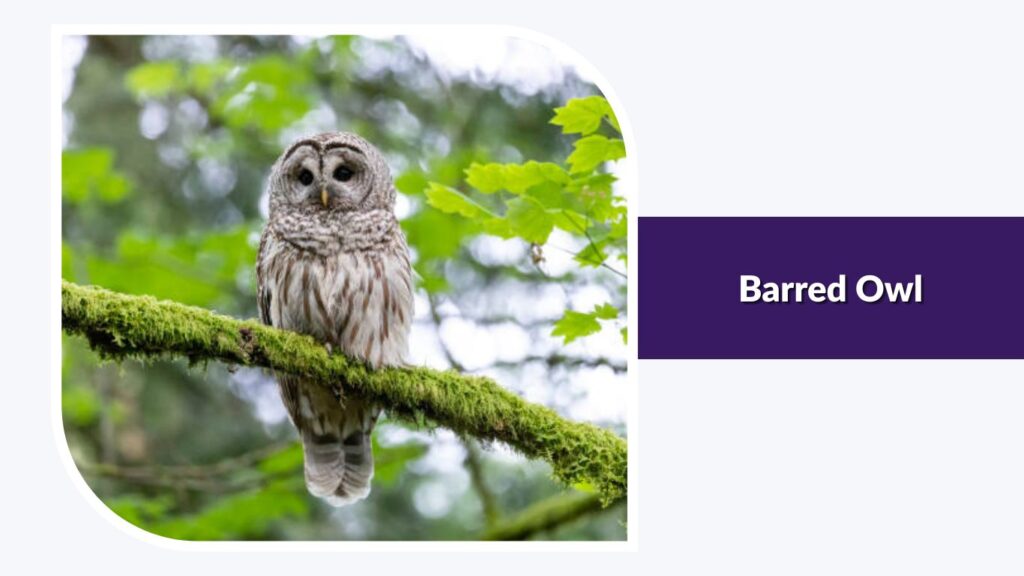 Barred Owl