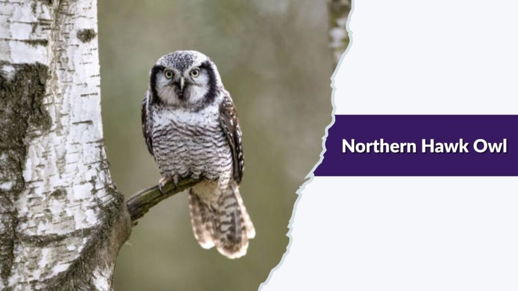 Northern Hawk Owl