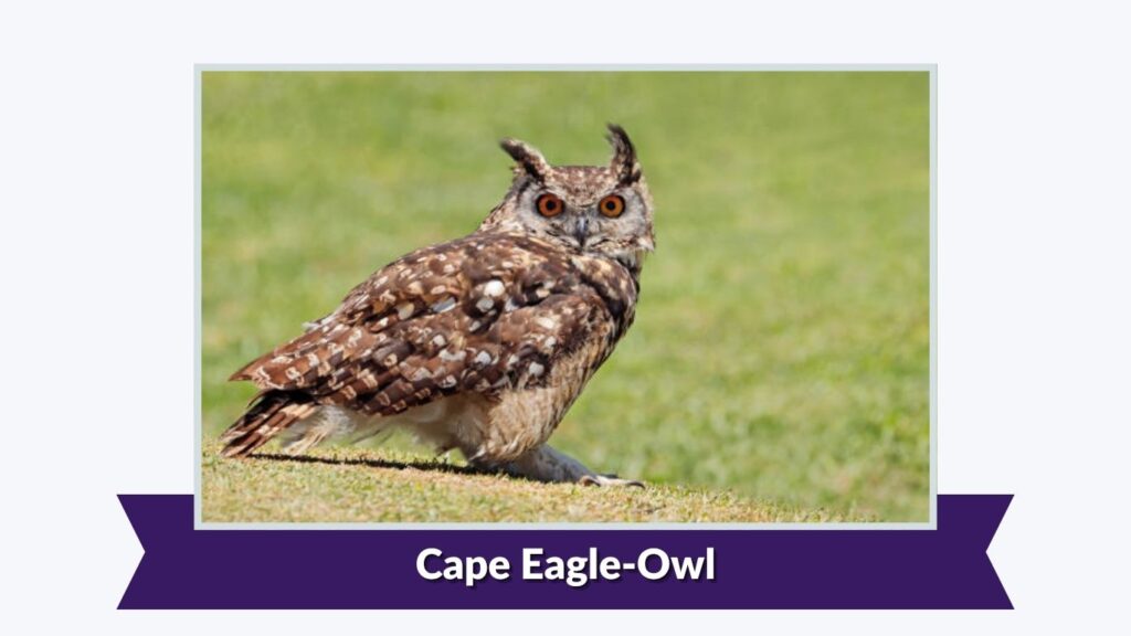 Cape Eagle-Owl