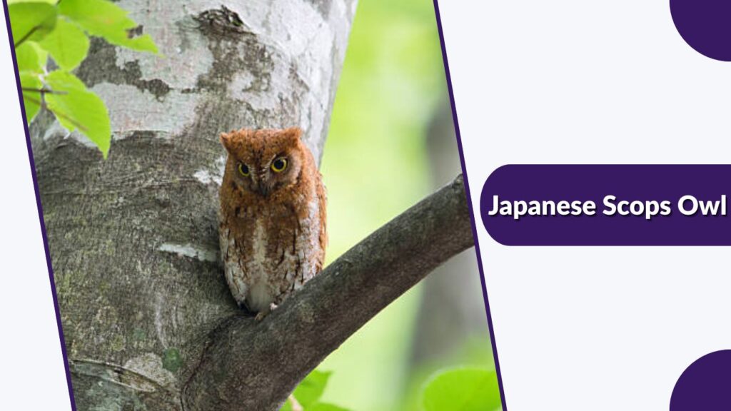 Japanese Scops Owl