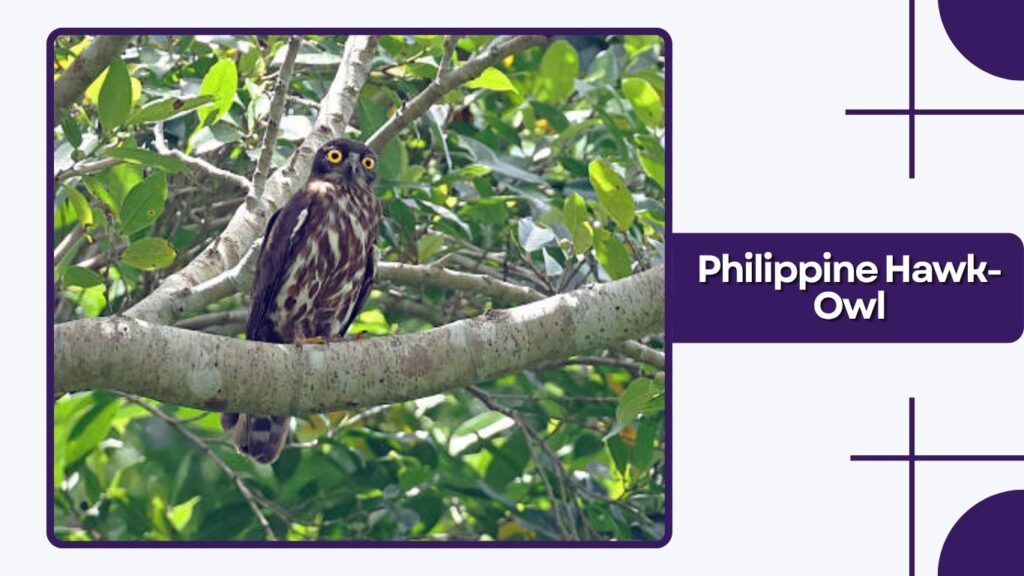 Philippine Hawk-Owl