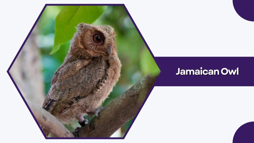 Jamaican Owl
