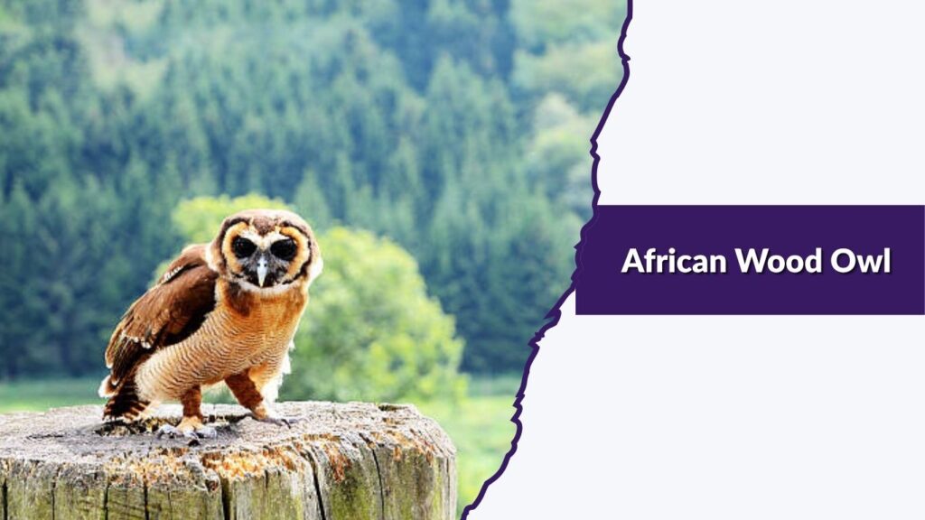African Wood Owl