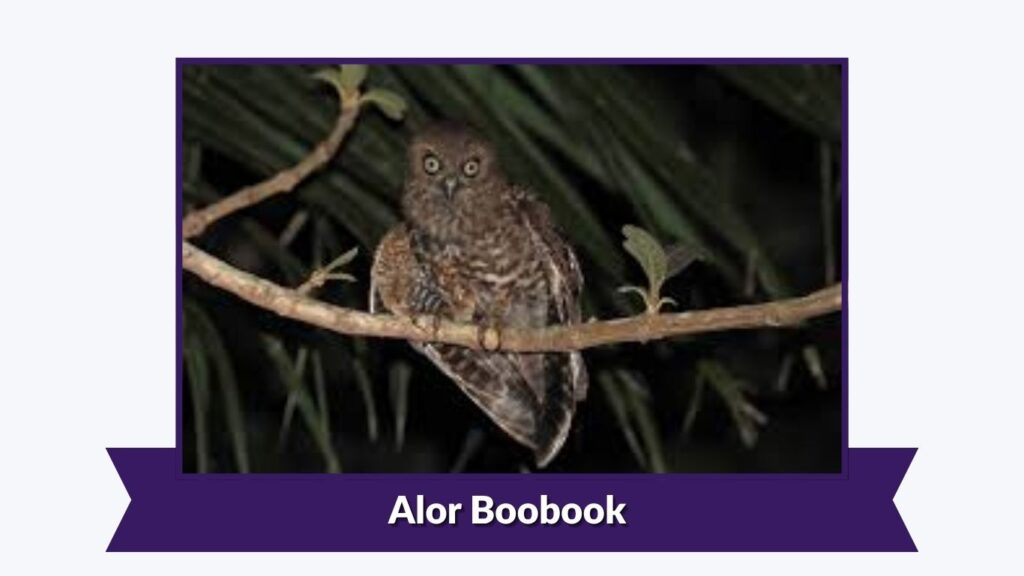 Alor Boobook