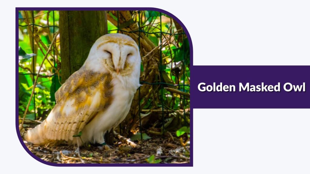 Golden Masked Owl