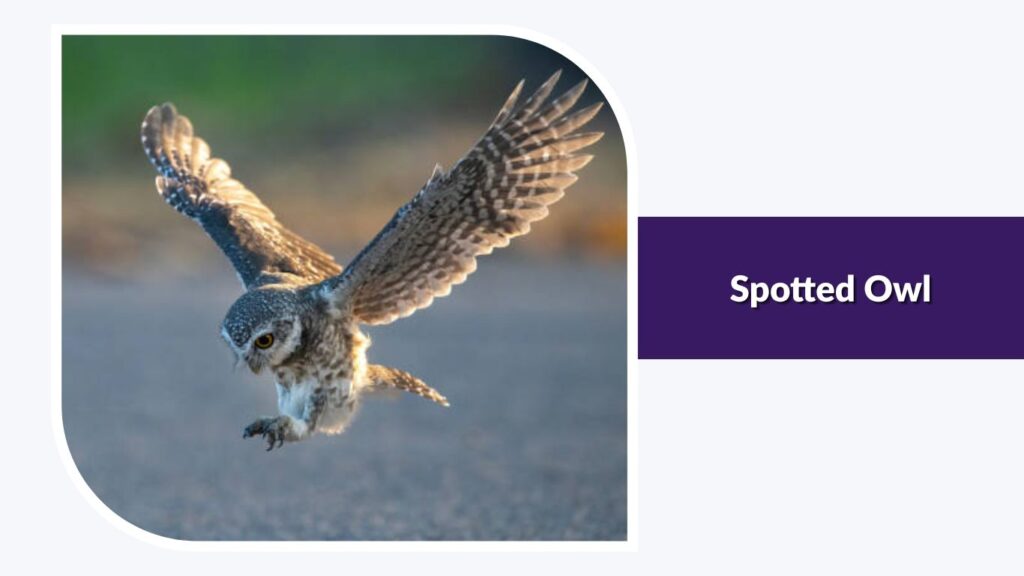 Spotted Owl