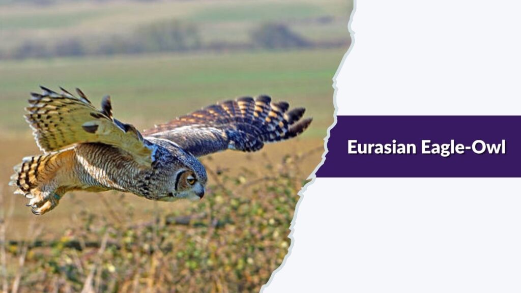 Eurasian Eagle-Owl