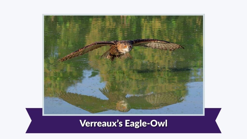 Verreaux’s Eagle-Owl