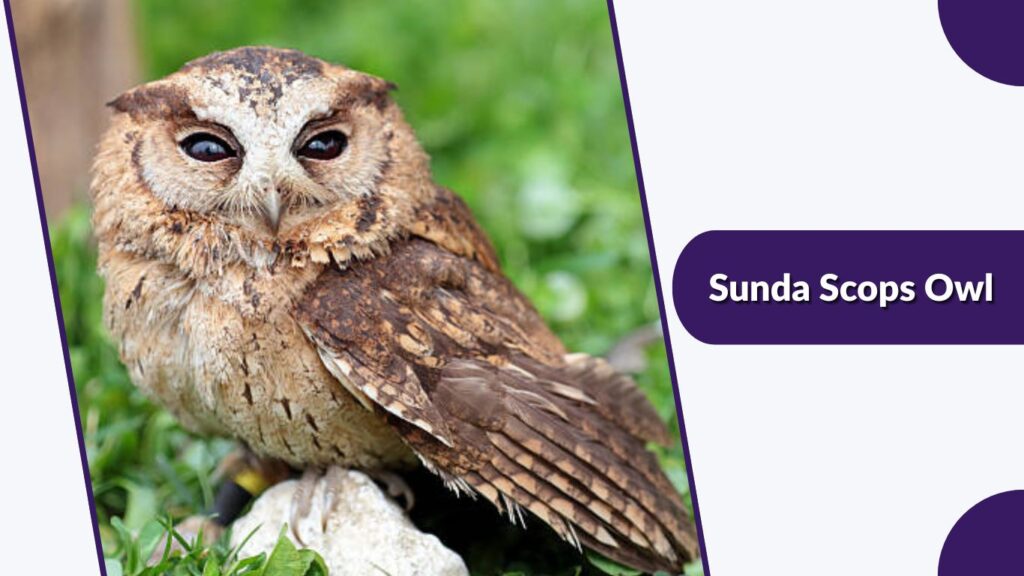Sunda Scops Owl