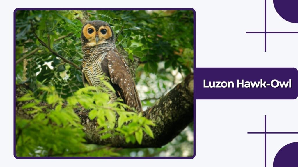 Luzon Hawk-Owl