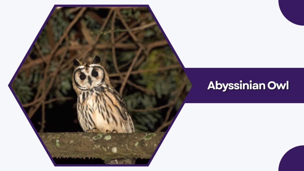 Abyssinian Owl