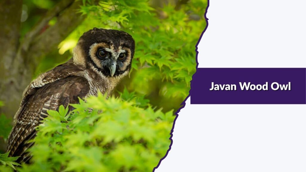 Javan Wood Owl