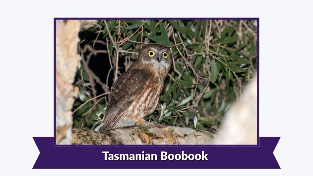 Tasmanian Boobook