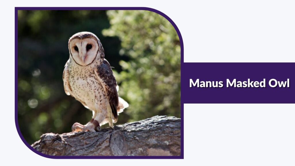 Manus Masked Owl