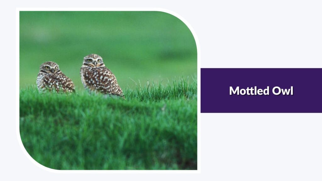 Mottled Owl