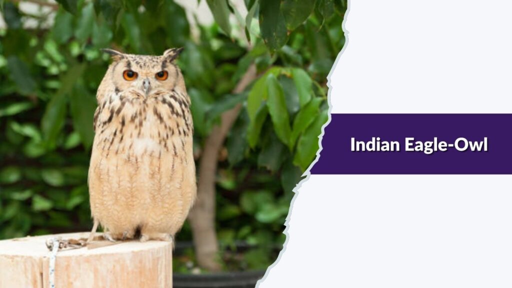 Indian Eagle-Owl