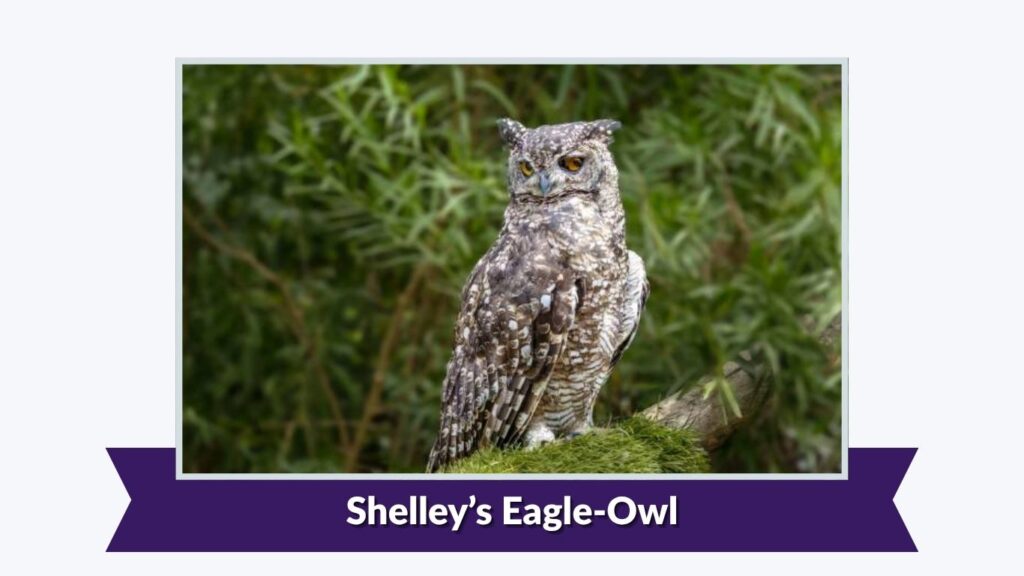 Shelley’s Eagle-Owl