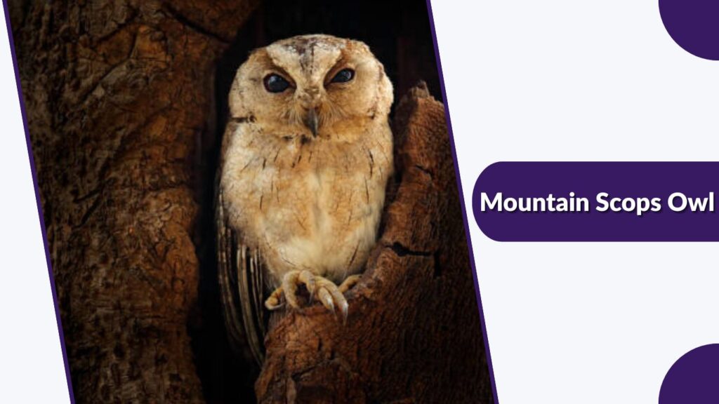 Mountain Scops Owl