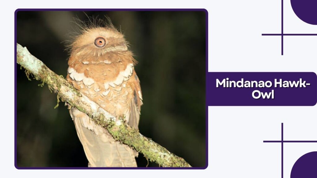 Mindanao Hawk-Owl