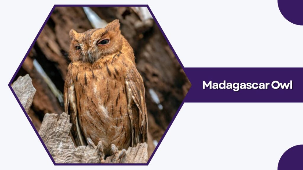Madagascar Owl