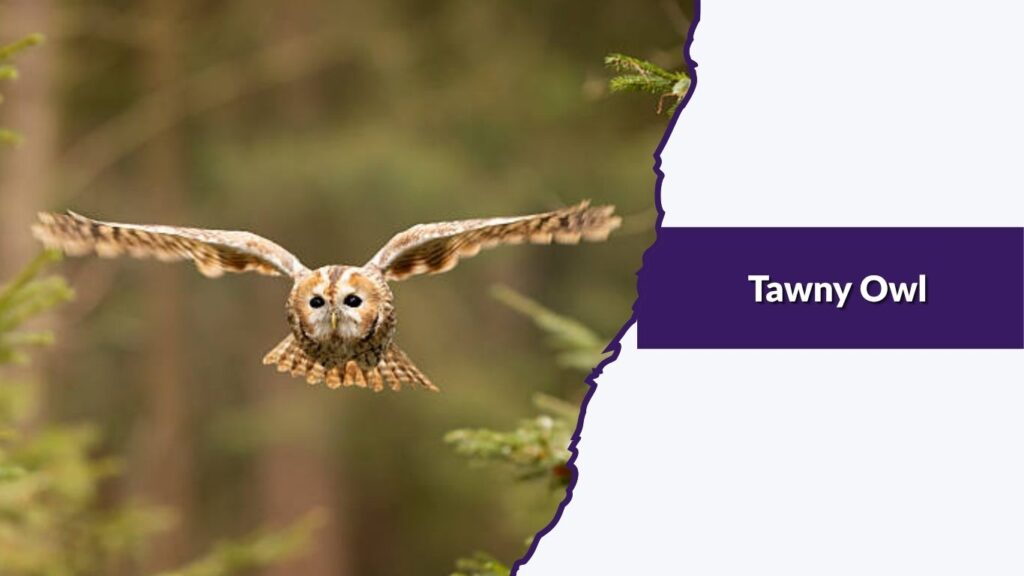 Tawny Owl