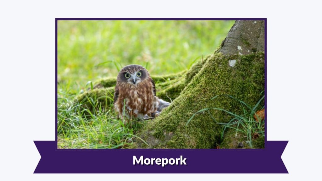 Morepork