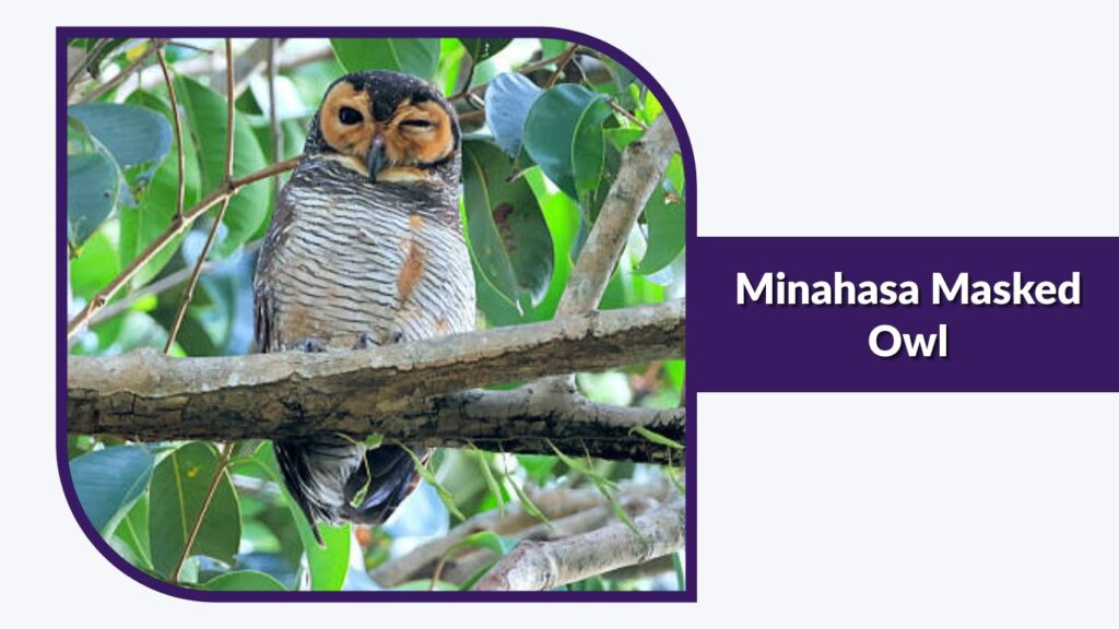 Minahasa Masked Owl