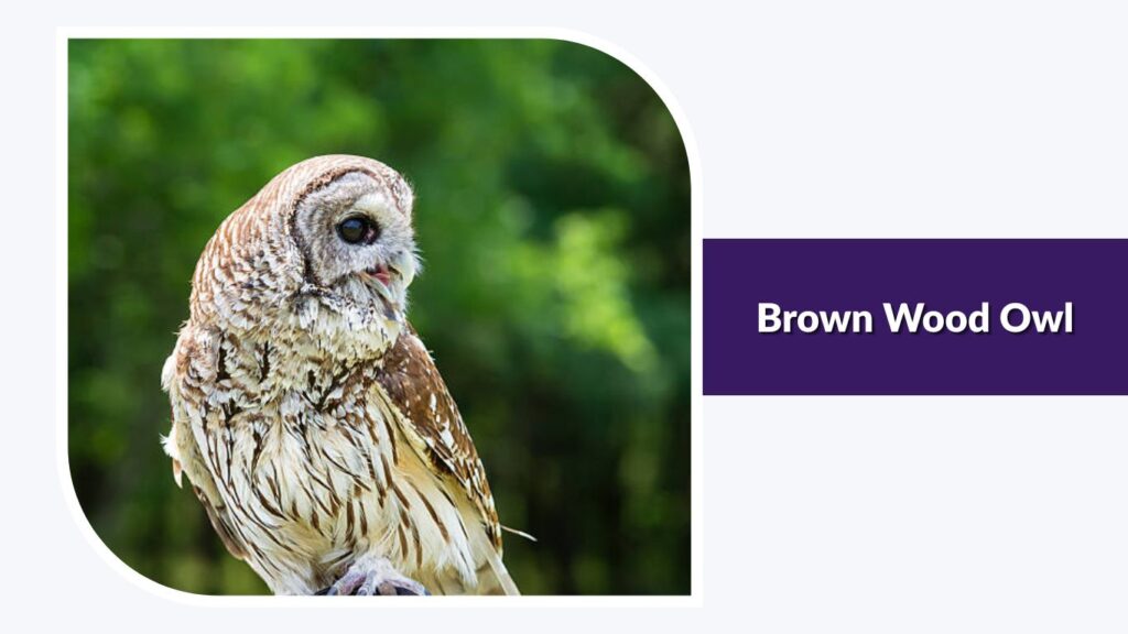 Brown Wood Owl